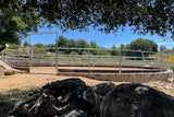 60' Round Pen 4-Rail 1-7/8 w/ Wood Base